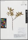 Foto von Salix alba L. x Salix fragilis L.